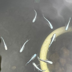 楊貴妃、オロチ、幹之、ピュアホワイトメダカ成魚各5匹の画像