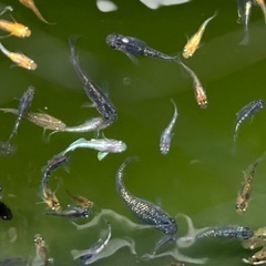 ミックスメダカの画像