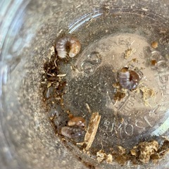 川西産オオクワガタ　幼虫5匹の画像