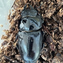 川西産オオクワガタ　幼虫5匹の画像