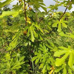 いちじくの木　無農薬　イチジク　果物の木　いちじくの画像