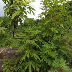 いちじくの木　無農薬　イチジク　果物の木　いちじくの画像