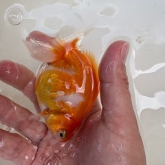 当歳　更紗銀鱗オランダ獅子頭　の画像