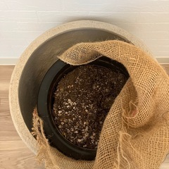 植木鉢の画像