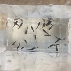 オロチメダカの画像