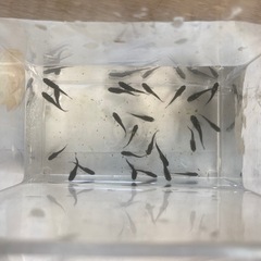 オロチメダカの画像