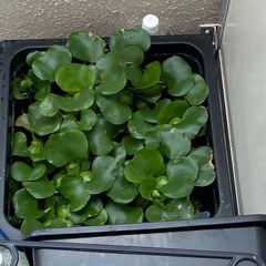 浮草
の画像