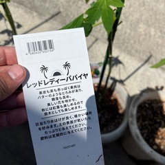 パパイヤの画像