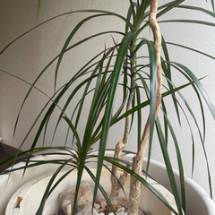 【無料！！】ドラセナ コンシンネ 植木 本物 観葉植物の画像