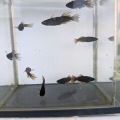 信玄めだか（2ペア）の画像