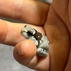 ミルキーフロッグ ベビー