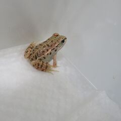 トノサマガエル⁇　2匹セットの画像