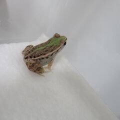 トノサマガエル⁇　2匹セットの画像