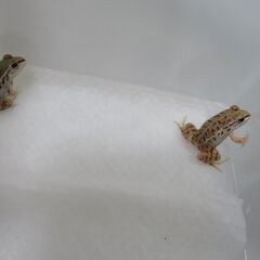 トノサマガエル⁇　2匹セットの画像