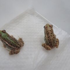 トノサマガエル⁇　2匹セットの画像