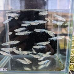 幹之カガミ鱗めだか（2ペア）の画像