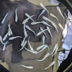 幹之カガミ鱗めだか（2ペア）の画像