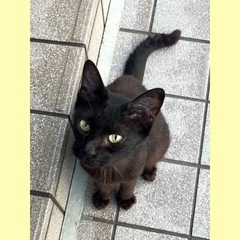  黒猫メス 里親・預かりボランティア募集中　宇城市