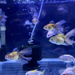 【超優良系統】ローズテールオランダ 
金魚の画像