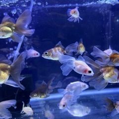 【超優良系統】ローズテールオランダ 
金魚の画像
