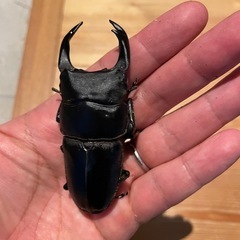 オオクワガタSR血統ペア（♂
89.5同腹）の画像