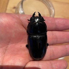 オオクワガタSR血統ペア（♂
89.5同腹）の画像