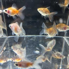 【超優良系統】ローズテールオランダ 
金魚の画像