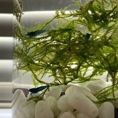スーパーベルベットブルーシュリンプ 水草　熱帯魚　 めだか　メダカの画像
