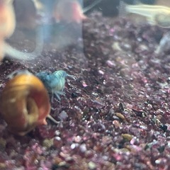 スーパーベルベットブルーシュリンプ 水草　熱帯魚　 めだか　メダカの画像