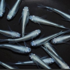 スーパーベルベットブルーシュリンプ 水草　熱帯魚　 めだか　メダカの画像