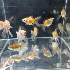 【超優良系統】ローズテールオランダ 
金魚の画像