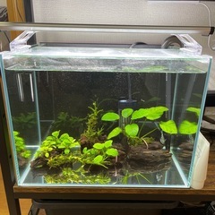 水槽、濾過器、
生体セットの画像