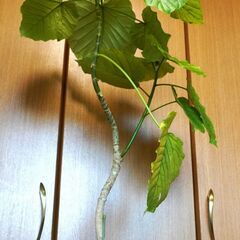 値下げ。ウンベラータ8号鉢の画像