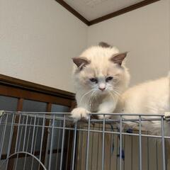 ラグドールの男の子
