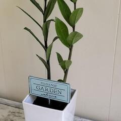 🌱縁起良いザミオクルカス45,/cm金銭樹/観葉植物🌱の画像