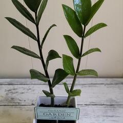 🌱縁起良いザミオクルカス45,/cm金銭樹/観葉植物🌱の画像