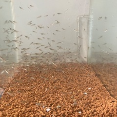 水槽付きグッピー（250匹）の画像