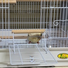 セキセイインコハルクイン