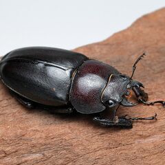 ノコギリクワガタ ♀ 未交尾 後食済み ④の画像