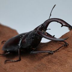 ノコギリクワガタ オス 野外採集個体の画像