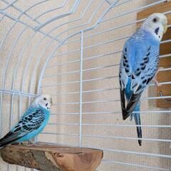 セキセイインコ2匹ゲージ付き　岡崎市
