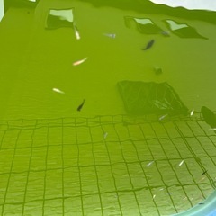 稚魚〜若魚 お好きなメダカ10匹  オロチ 桜子町 烏城三色 深海 ポニョ その他ミックスの画像