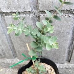 銀世界ユーカリの画像