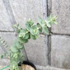 銀世界ユーカリの画像