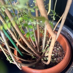 観葉植物シマネトリコ！！10号サイズ150cmの画像