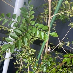 観葉植物シマネトリコ！！10号サイズ150cmの画像