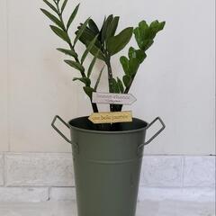 🌿縁起良いザミオクルカス50cm（金銭樹）スチールポット/ピック付き/観葉植物🌿の画像