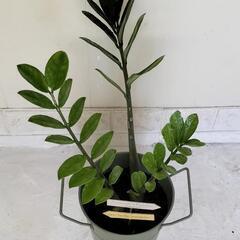 🌿縁起良いザミオクルカス50cm（金銭樹）スチールポット/ピック付き/観葉植物🌿の画像