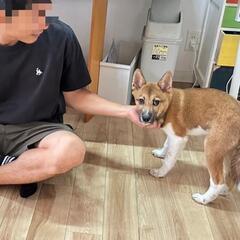 愛知で面会❤ちょっと控え目ケンちゃん❤去勢済