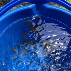雷魚 カムルチー 稚魚の画像